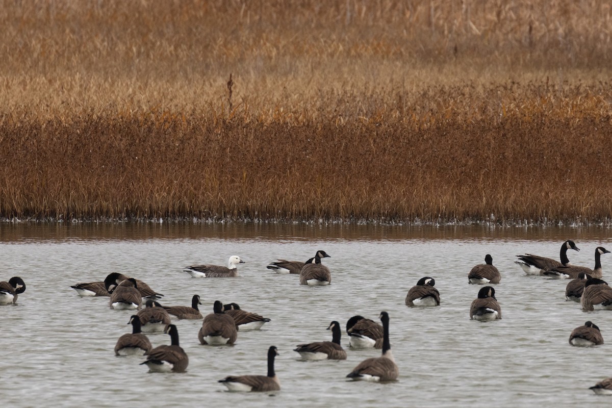Snow x Canada Goose (hybrid) - ML644315410