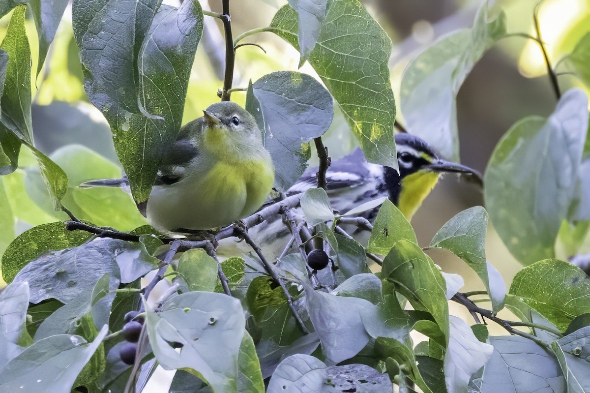 stryparula - ML644315419