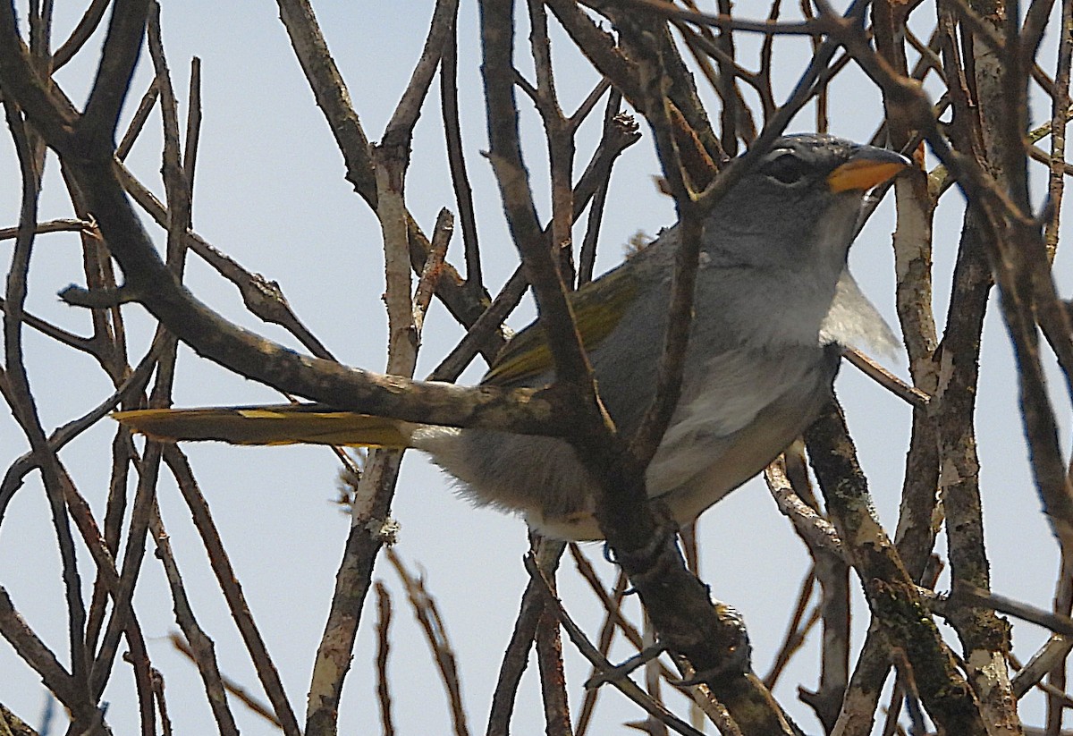 Pale-throated Pampa-Finch - ML644315421