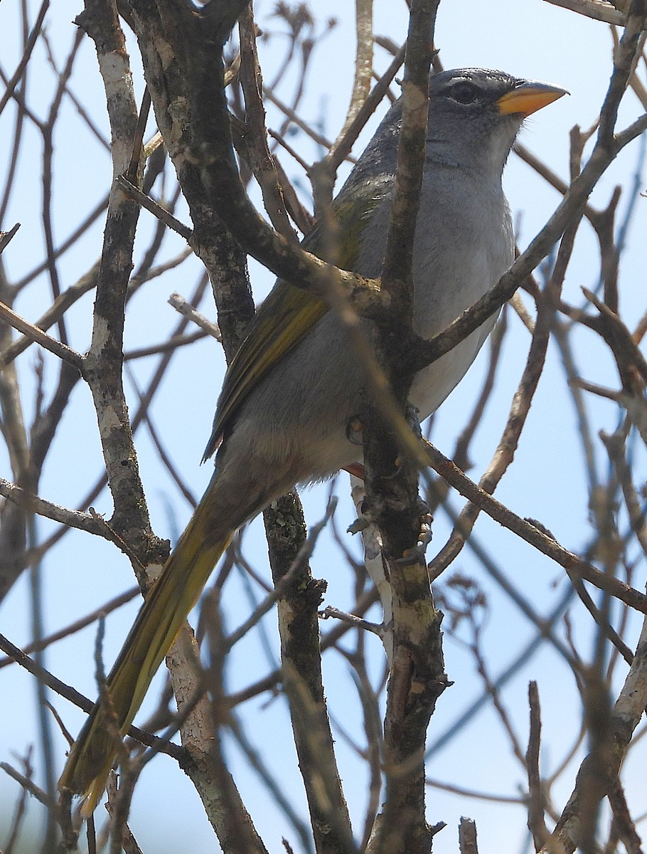 Pale-throated Pampa-Finch - ML644315424