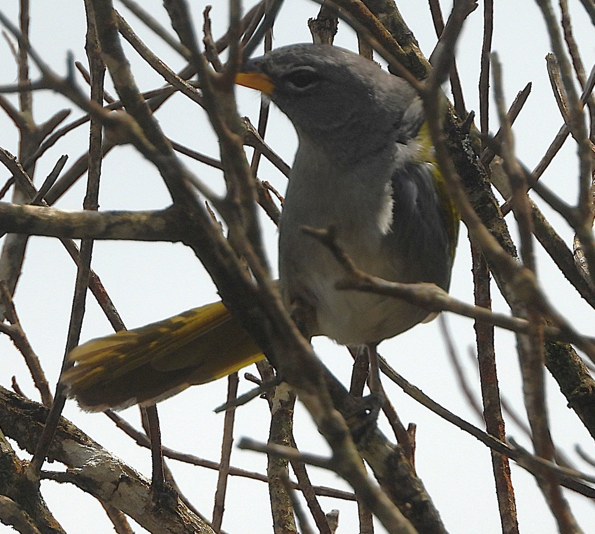 Pale-throated Pampa-Finch - ML644315425
