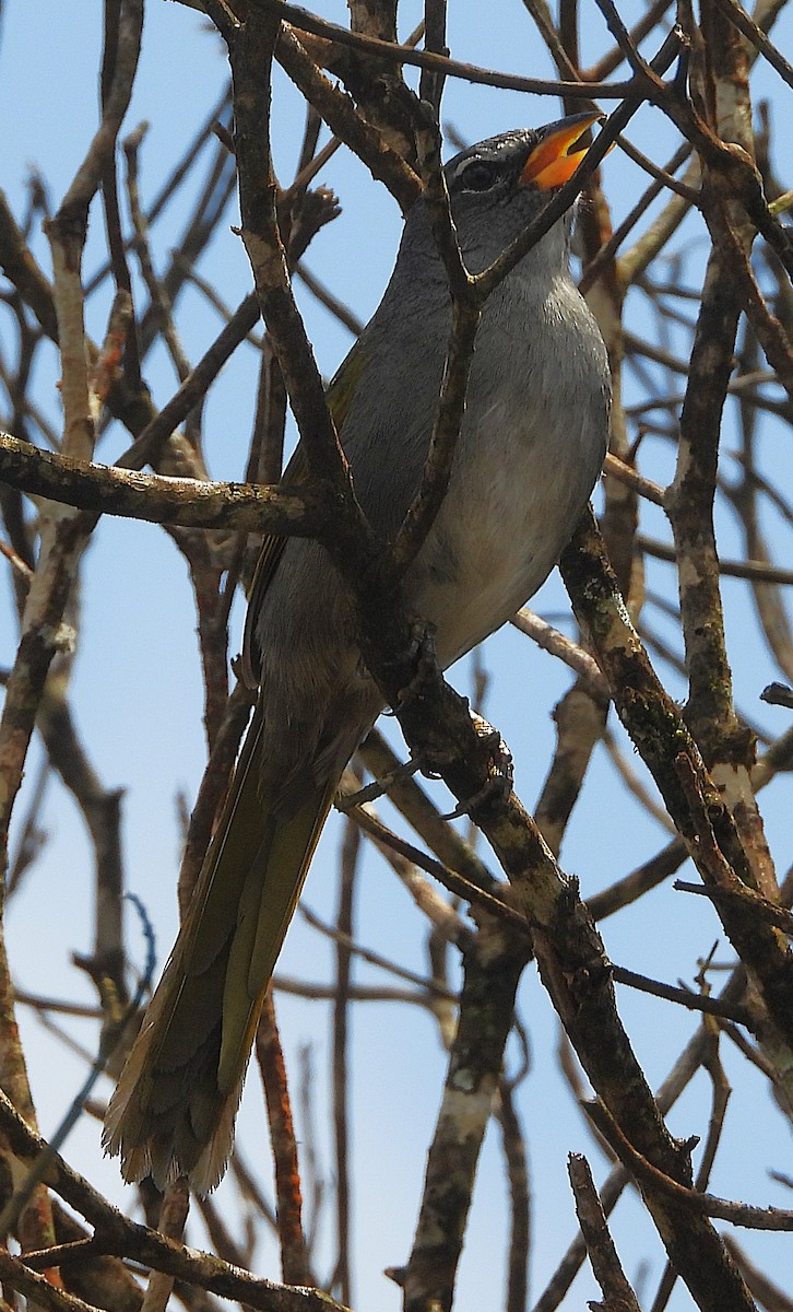 Pale-throated Pampa-Finch - ML644315426