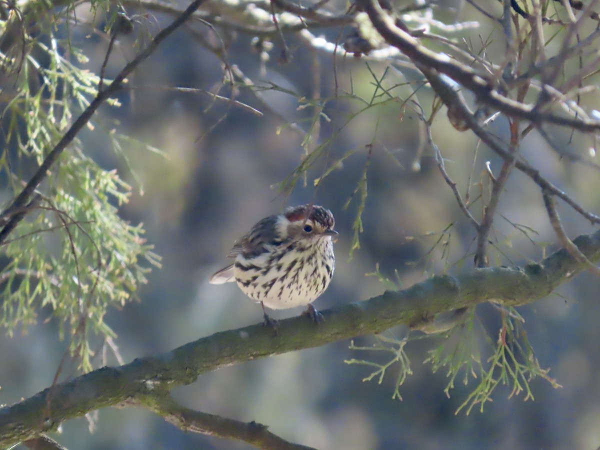 タテフムシクイ - ML644315428