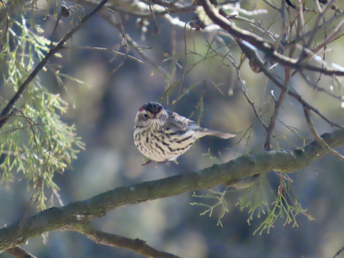 タテフムシクイ - ML644315429