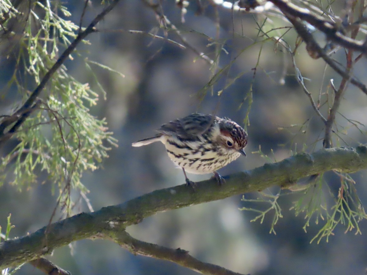 タテフムシクイ - ML644315431