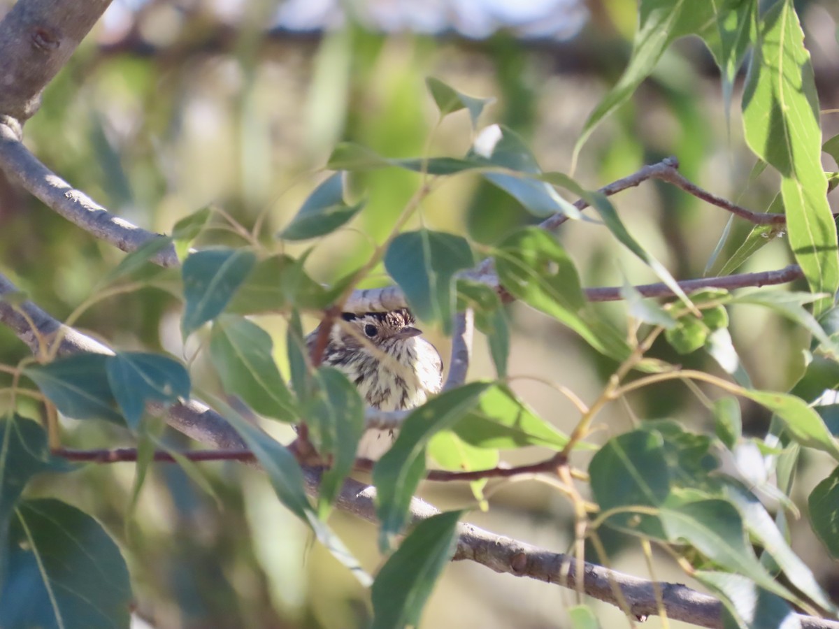 タテフムシクイ - ML644315432