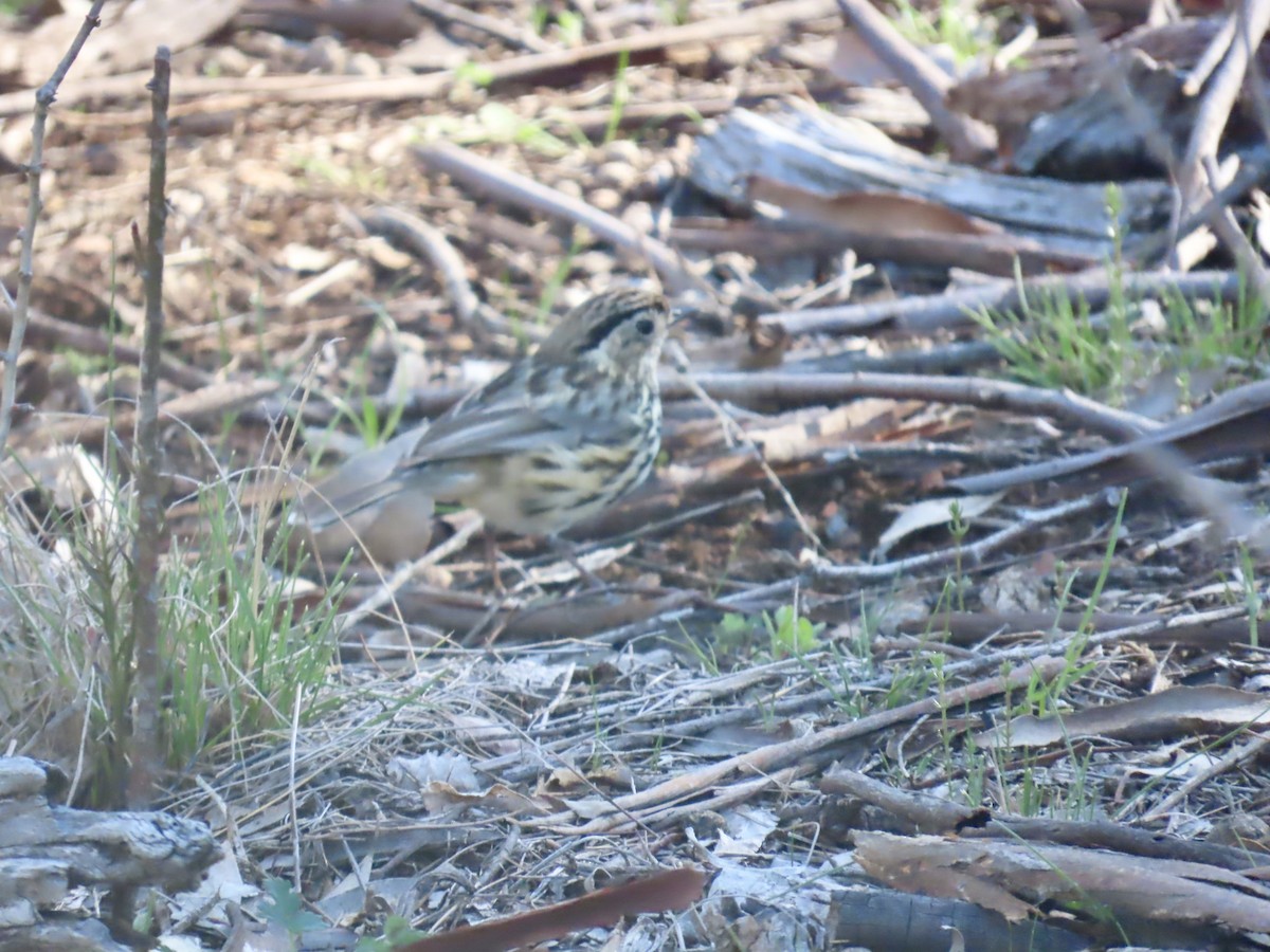 タテフムシクイ - ML644315433