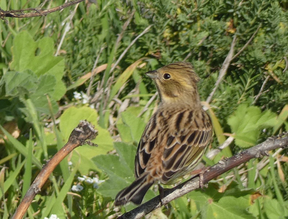 Berdantza horia - ML644315444