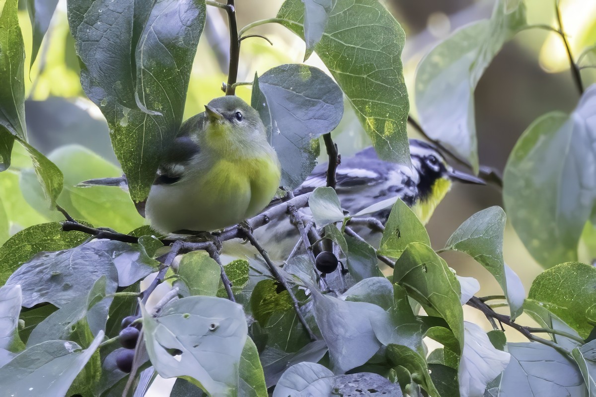 stryparula - ML644315450