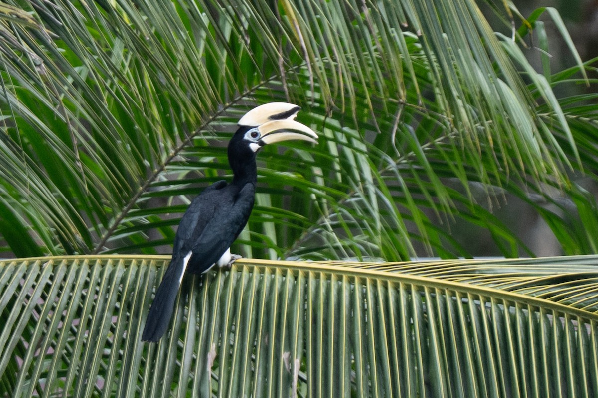 キタカササギサイチョウ - ML644315459