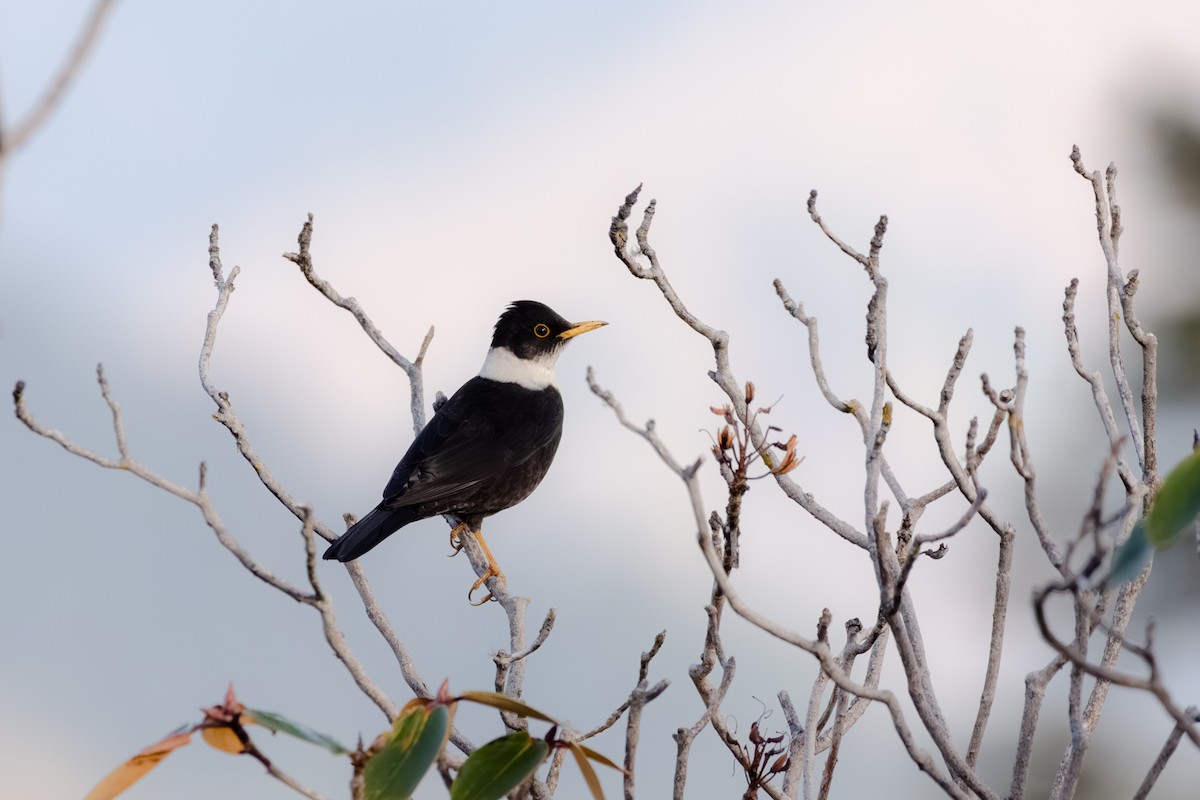 White-collared Blackbird - ML644315461