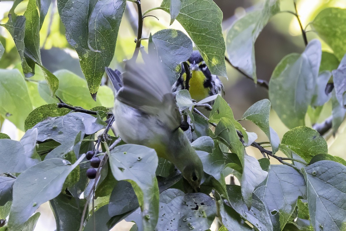 stryparula - ML644315465