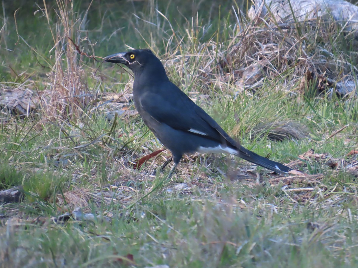 Gray Currawong - ML644315468