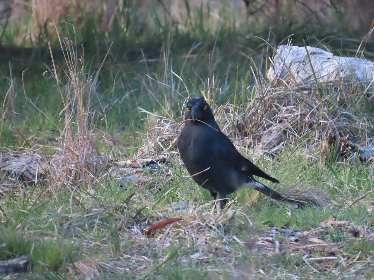 Gray Currawong - ML644315469