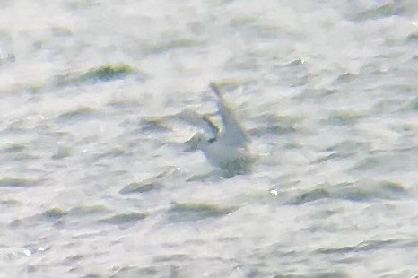 Black-legged Kittiwake - ML644315473