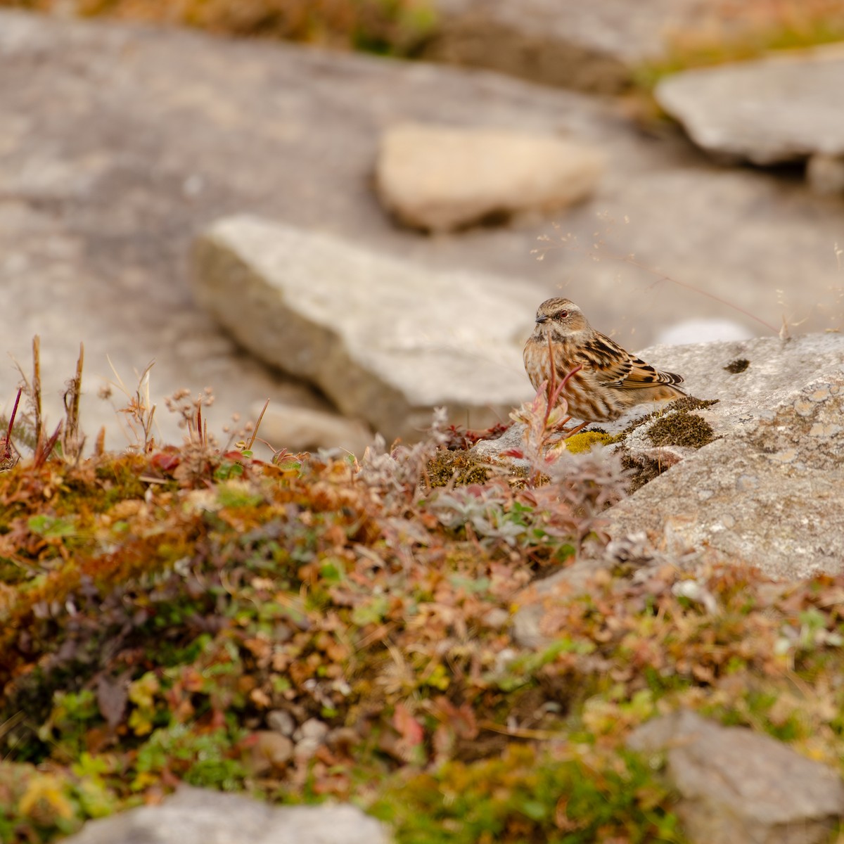 Altai Accentor - ML644315476