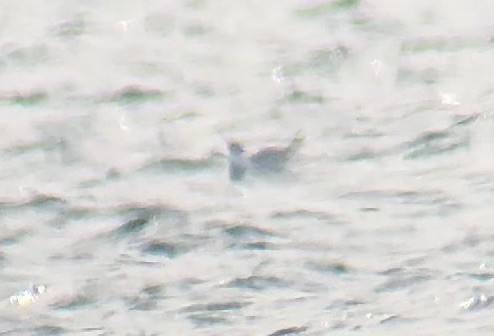 Black-legged Kittiwake - ML644315478