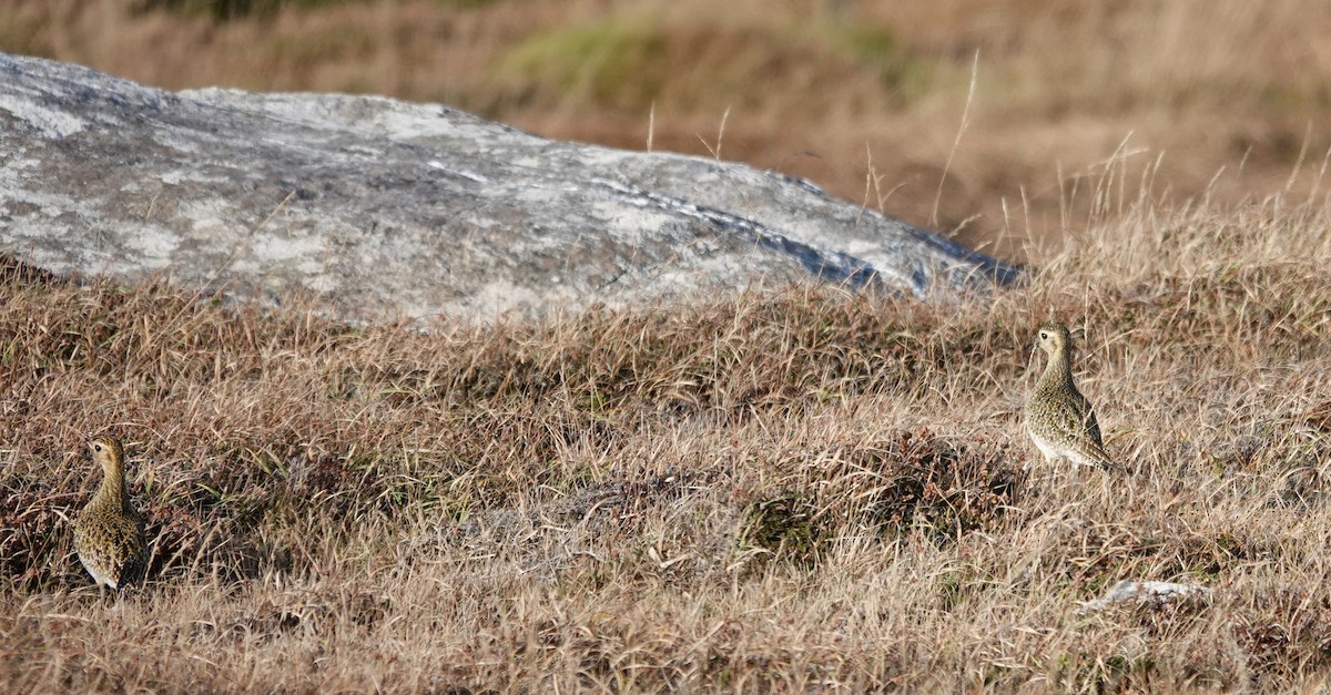 European Golden-Plover - ML644315483