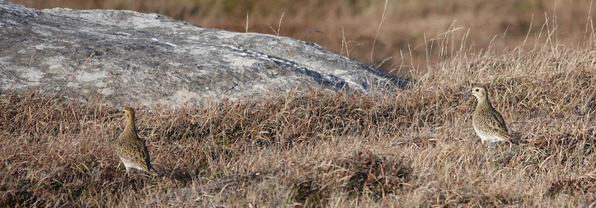 European Golden-Plover - ML644315484