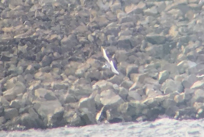 Black-legged Kittiwake - ML644315486