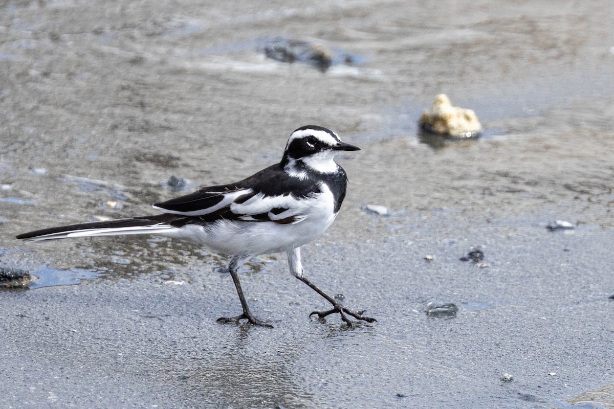 African Pied Wagtail - ML644315494