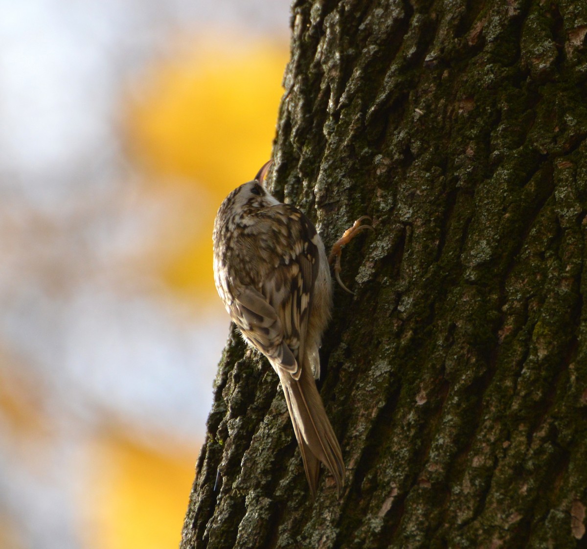 Eurasian Treecreeper - ML644315497