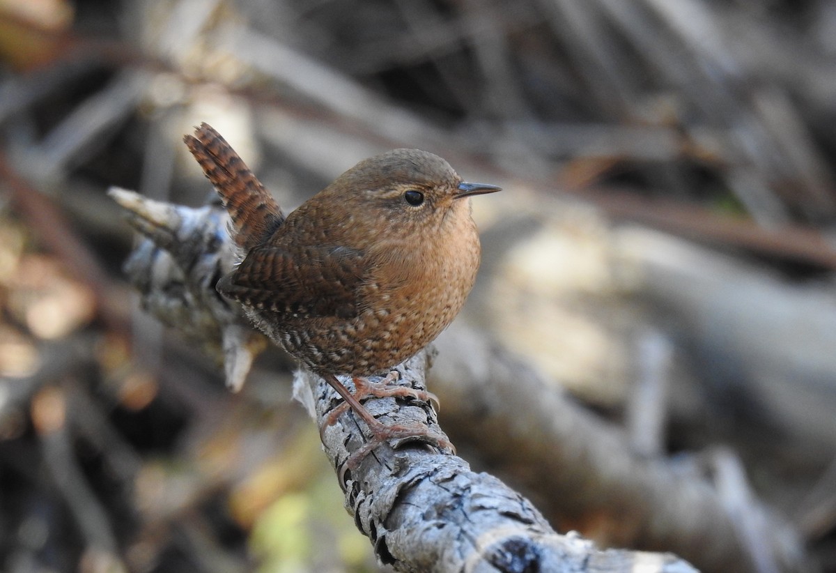 Winter Wren - ML644315505