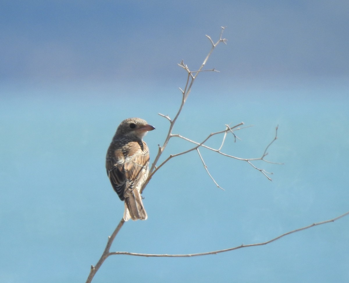 Masked Shrike - ML644315509