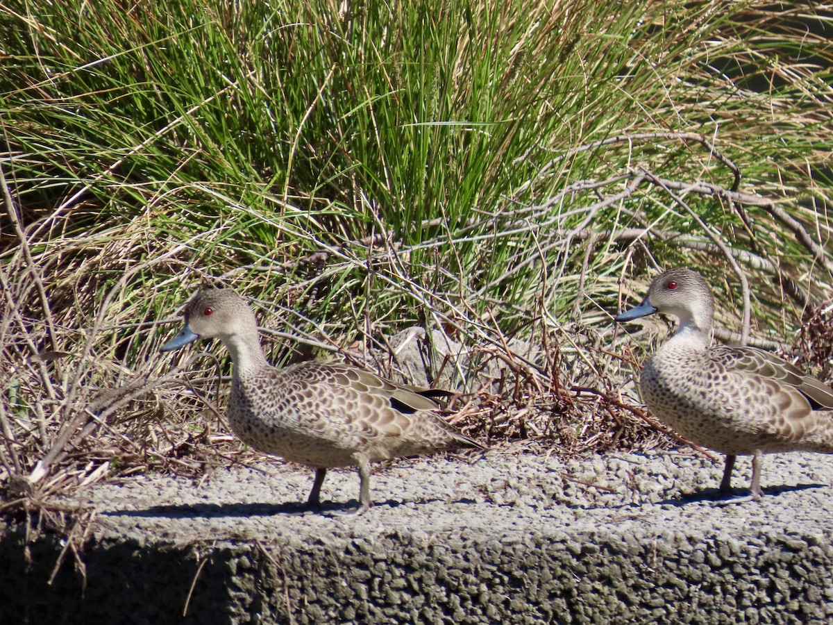 ハイイロコガモ - ML644315521