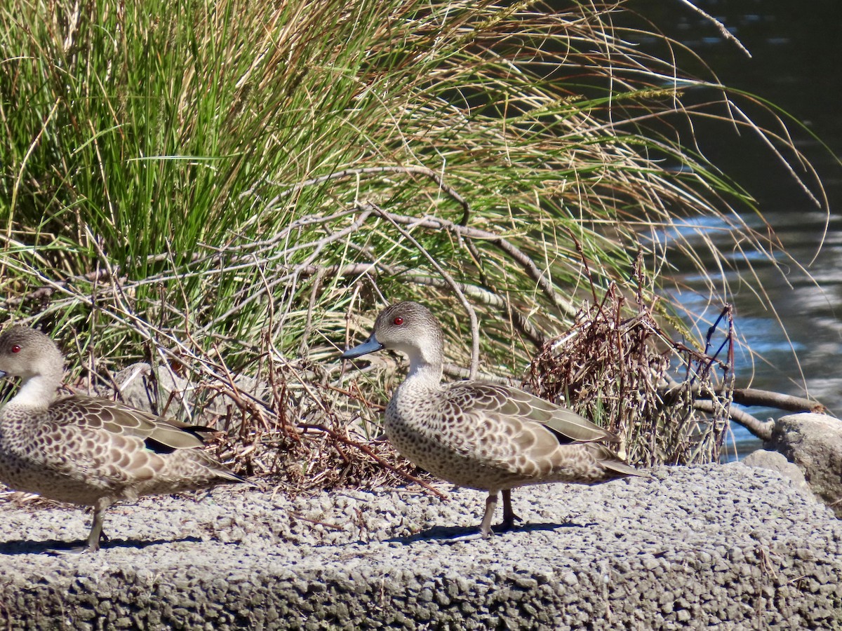 ハイイロコガモ - ML644315522