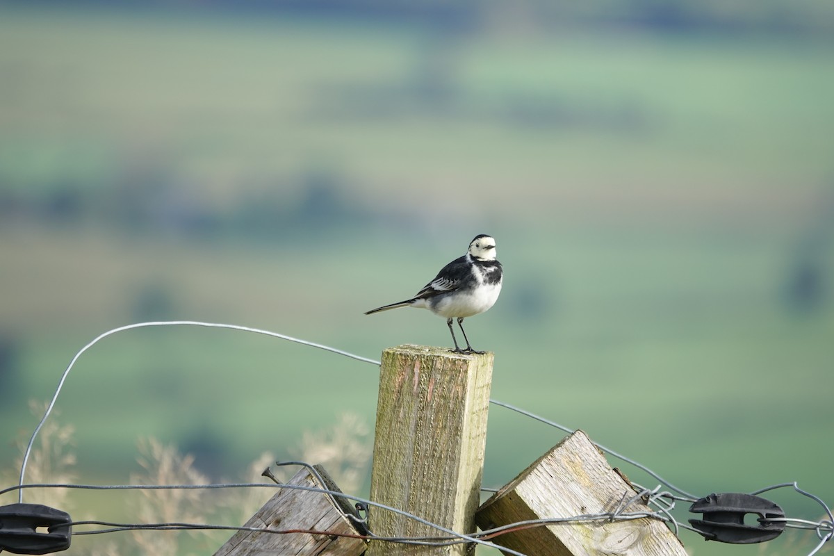 白鶺鴒(yarrellii) - ML644315534