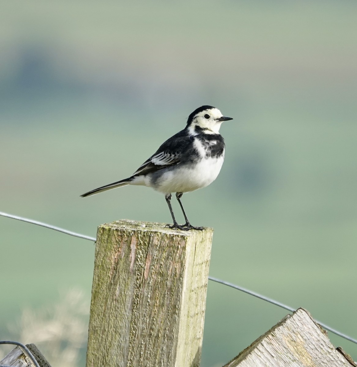 白鶺鴒(yarrellii) - ML644315535