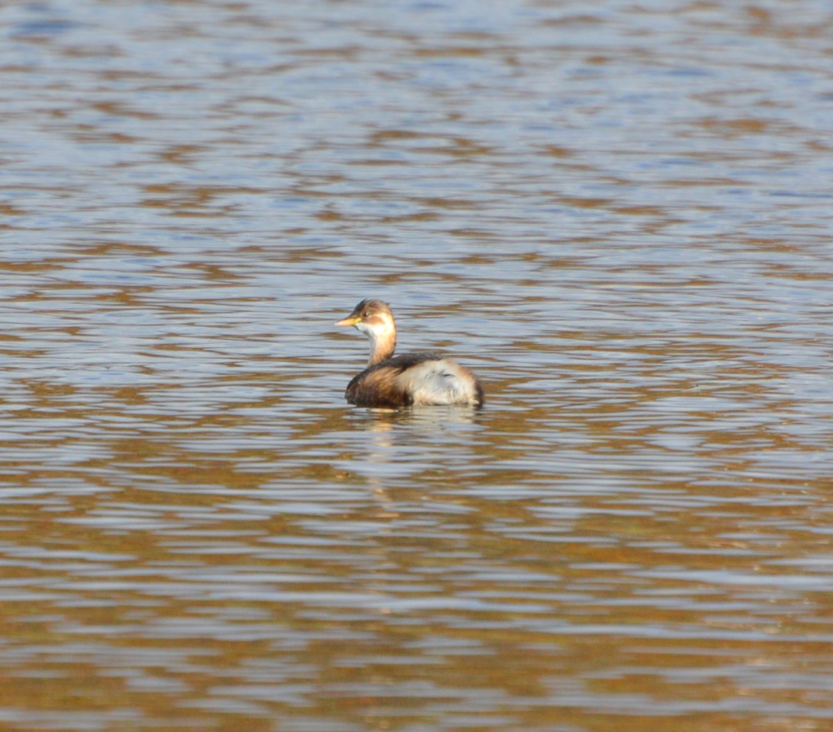 Little Grebe - ML644315539