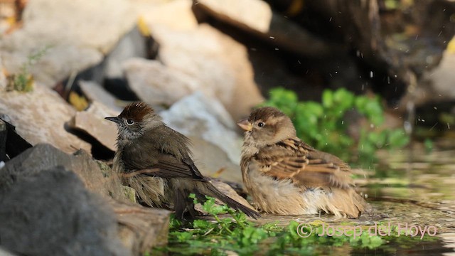 Etxe-txolarrea - ML644315546