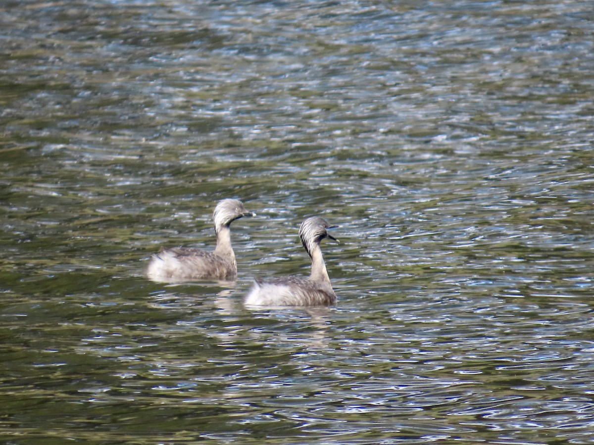 Zampullín Canoso - ML644315553