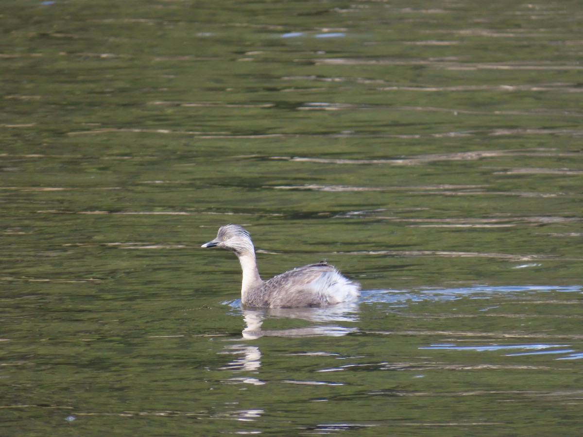 Zampullín Canoso - ML644315554