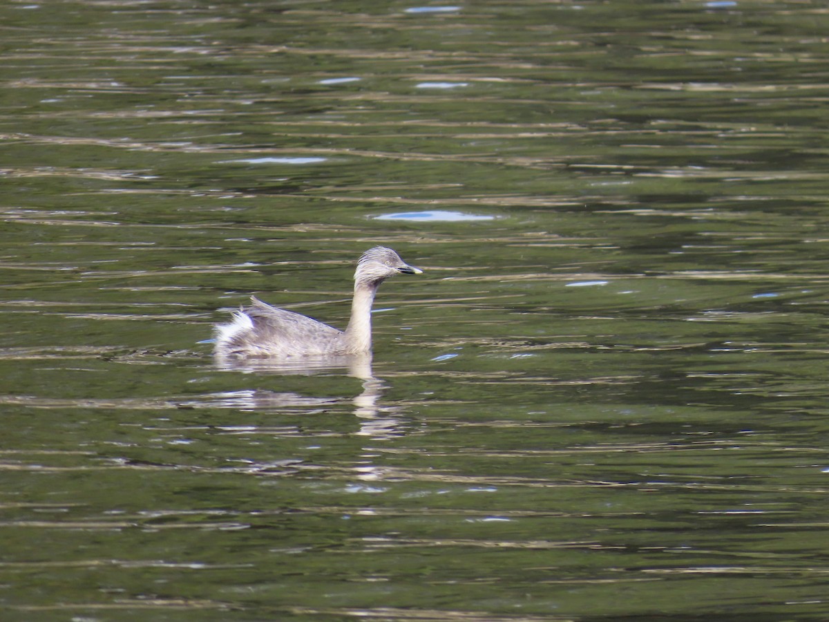 Zampullín Canoso - ML644315555