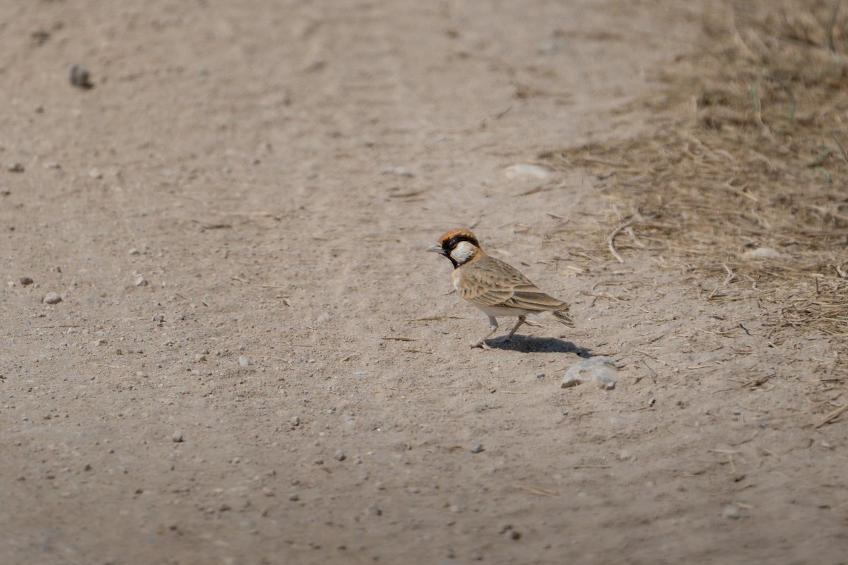 Fischer's Sparrow-Lark - ML644315558
