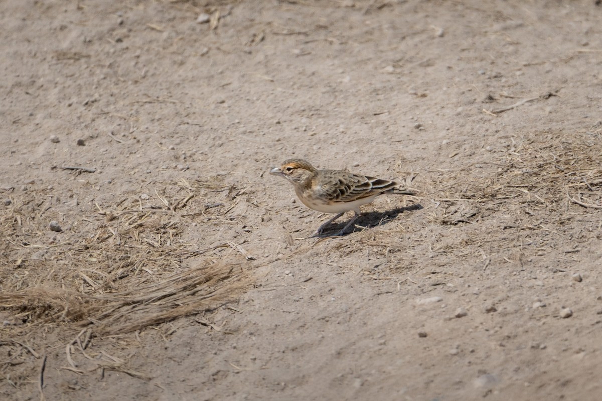Fischer's Sparrow-Lark - ML644315559