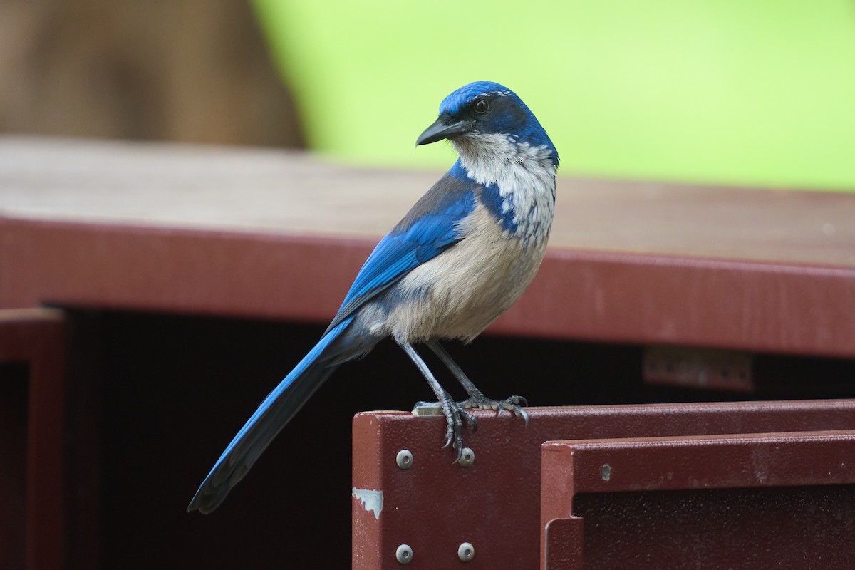 Chara de Santa Cruz - ML644315578