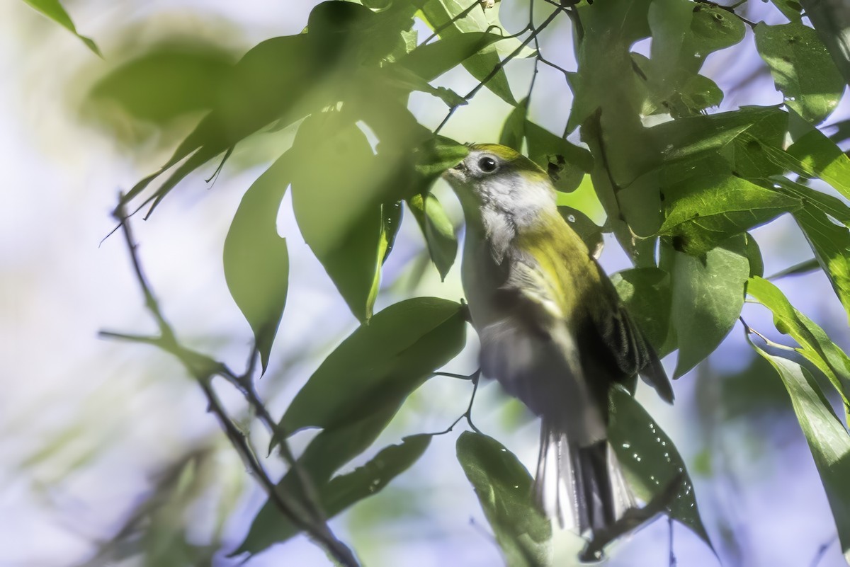 Chestnut-sided Warbler - ML644315595