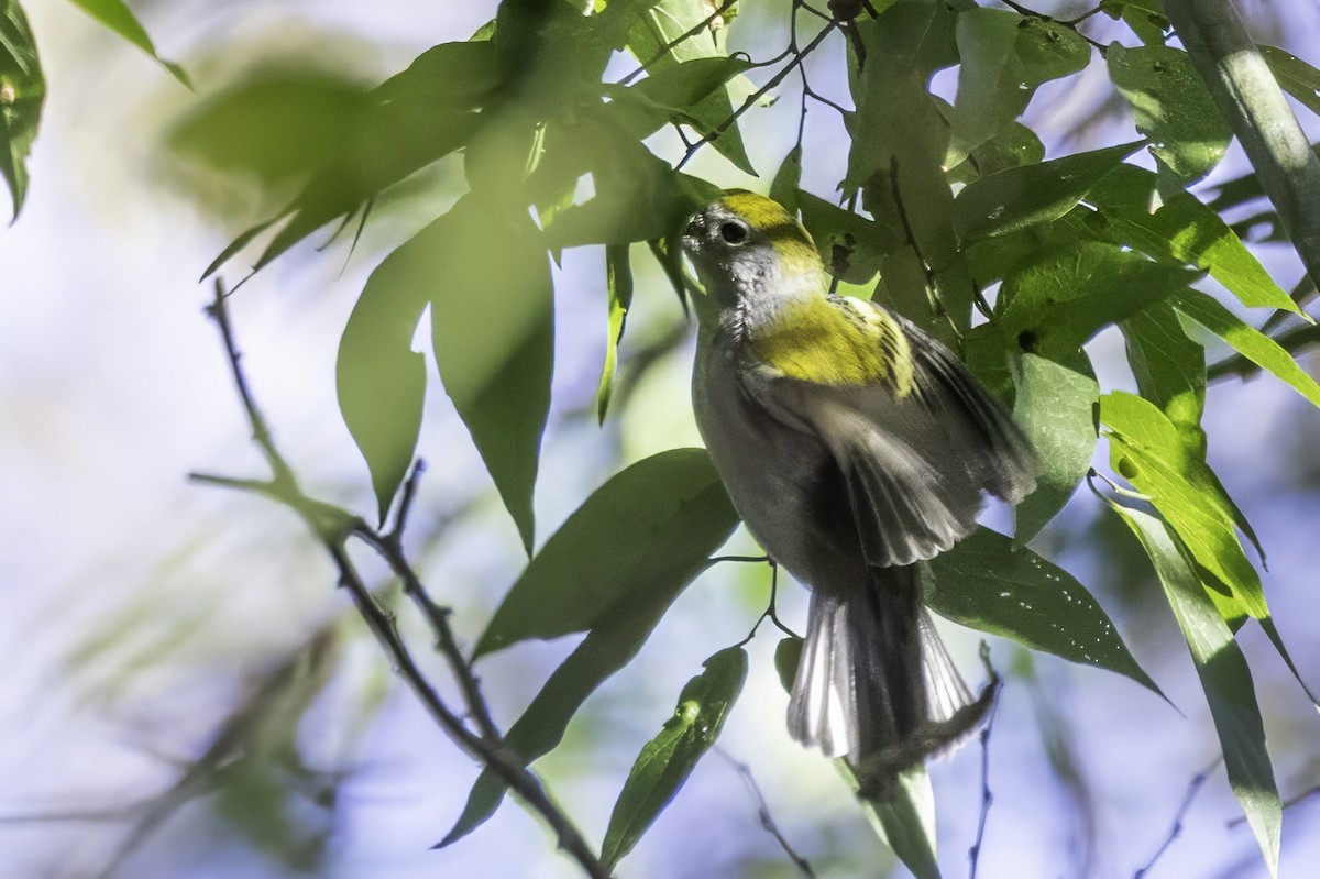 Chestnut-sided Warbler - ML644315596