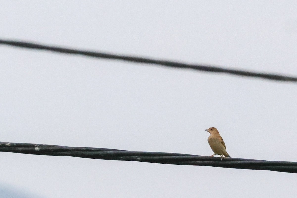 Bruant mélanocéphale - ML644315597