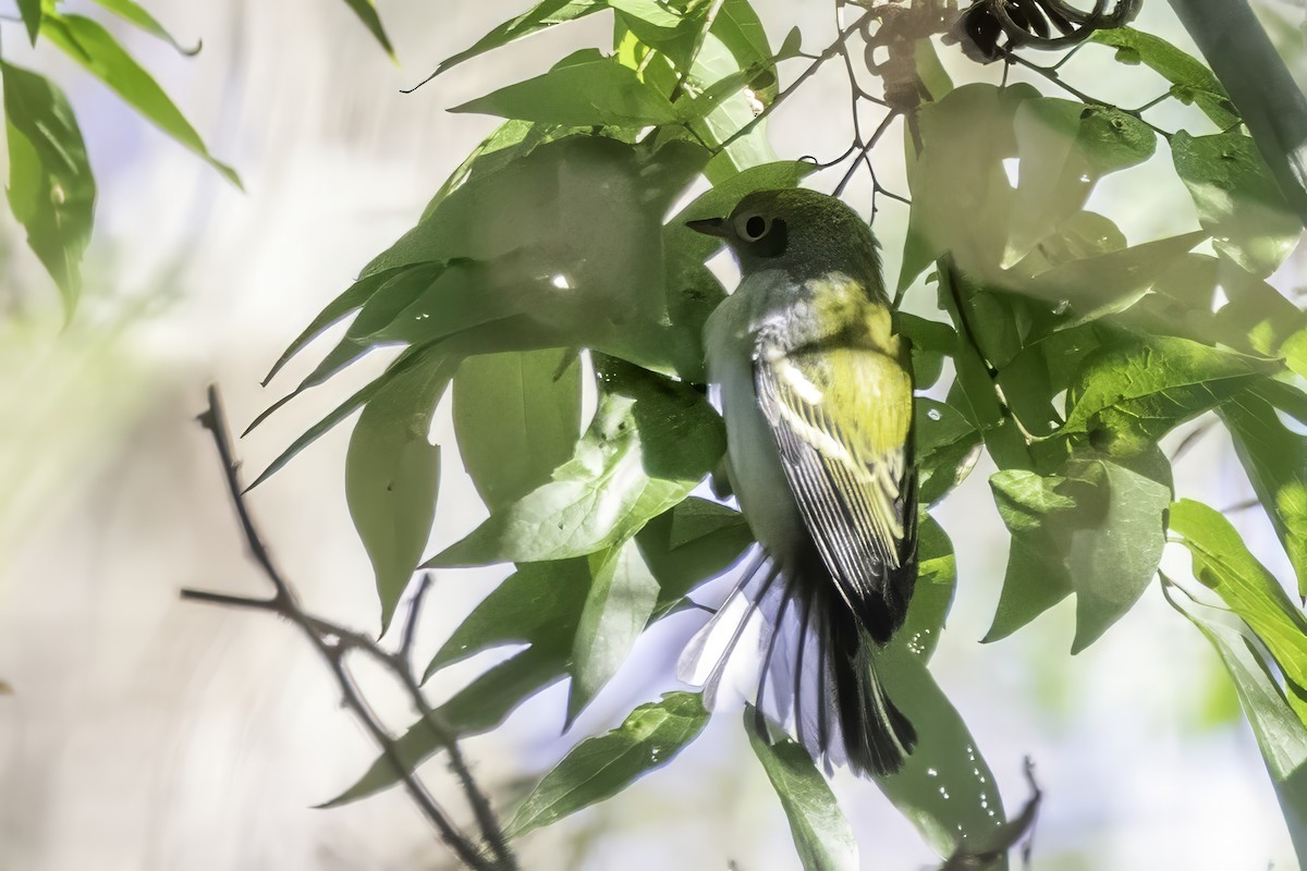 Chestnut-sided Warbler - ML644315600