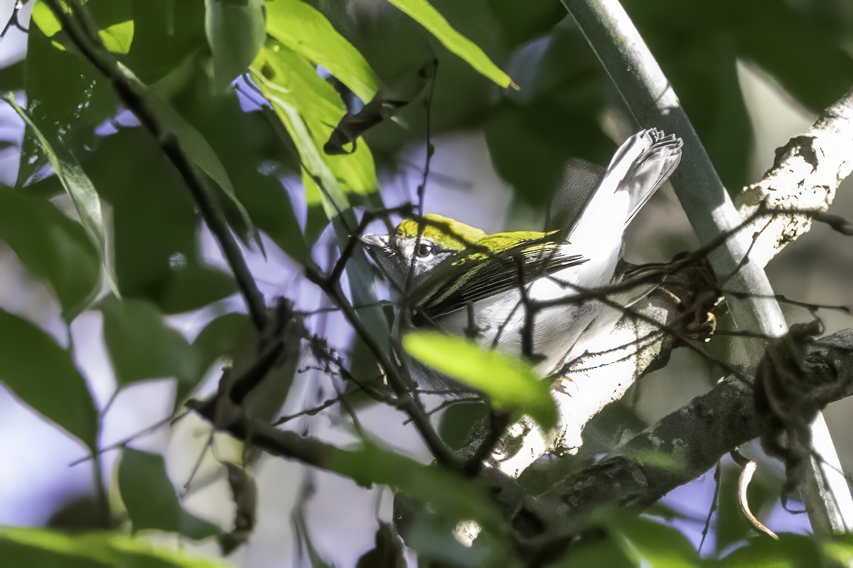 Chestnut-sided Warbler - ML644315604