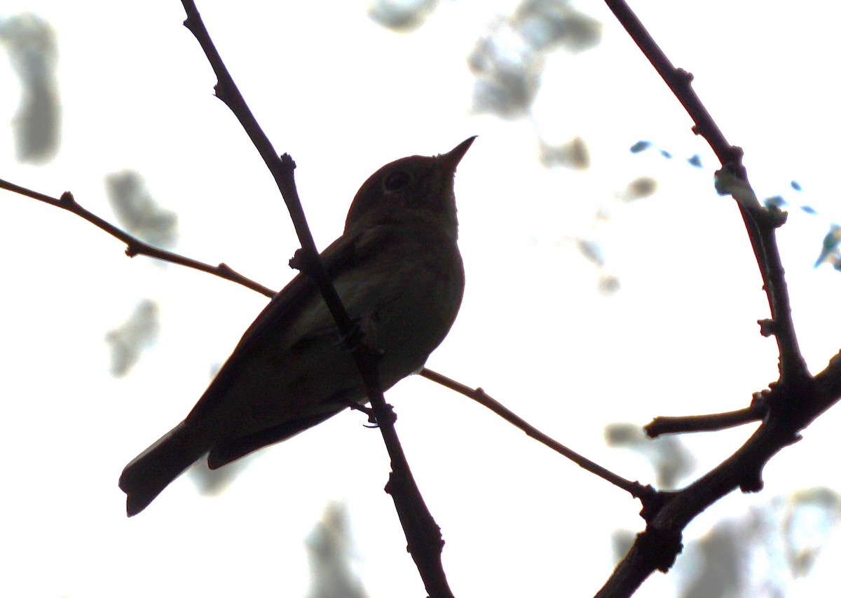 gråflankefluesnapper - ML644315606