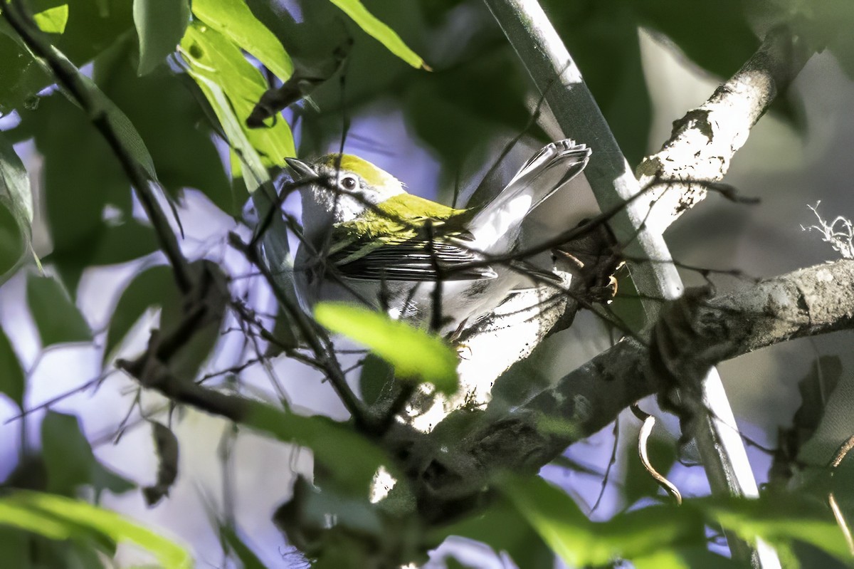 Chestnut-sided Warbler - ML644315607