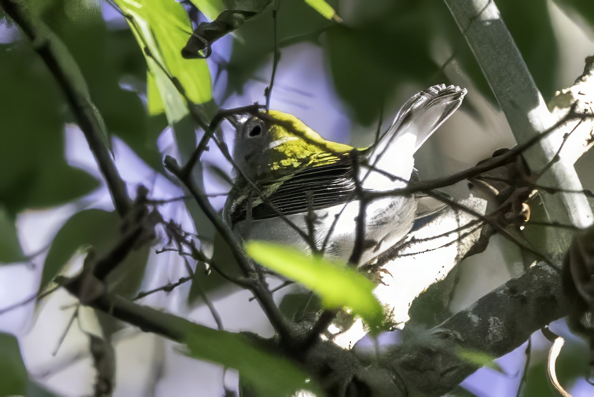Chestnut-sided Warbler - ML644315610