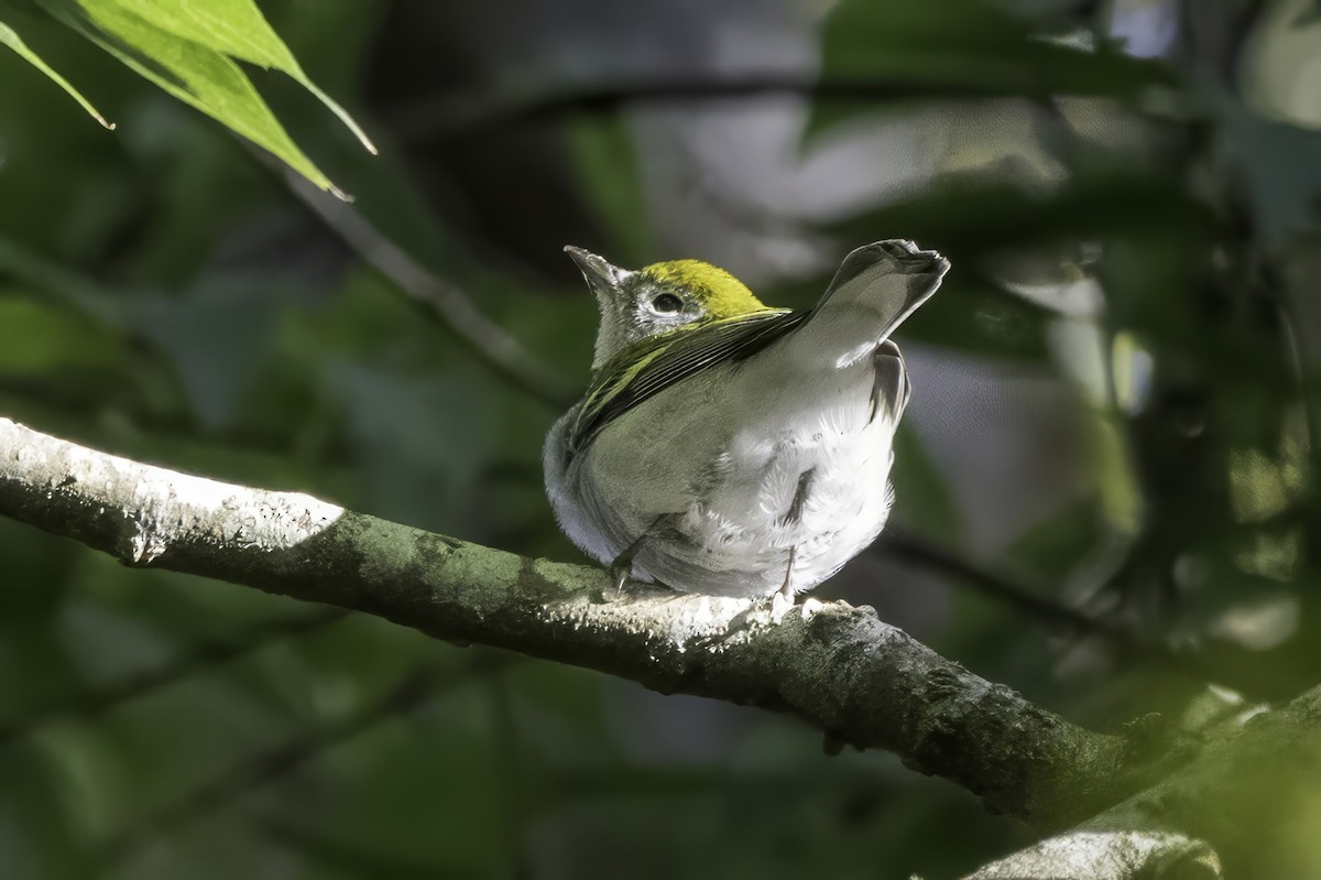 Chestnut-sided Warbler - ML644315617