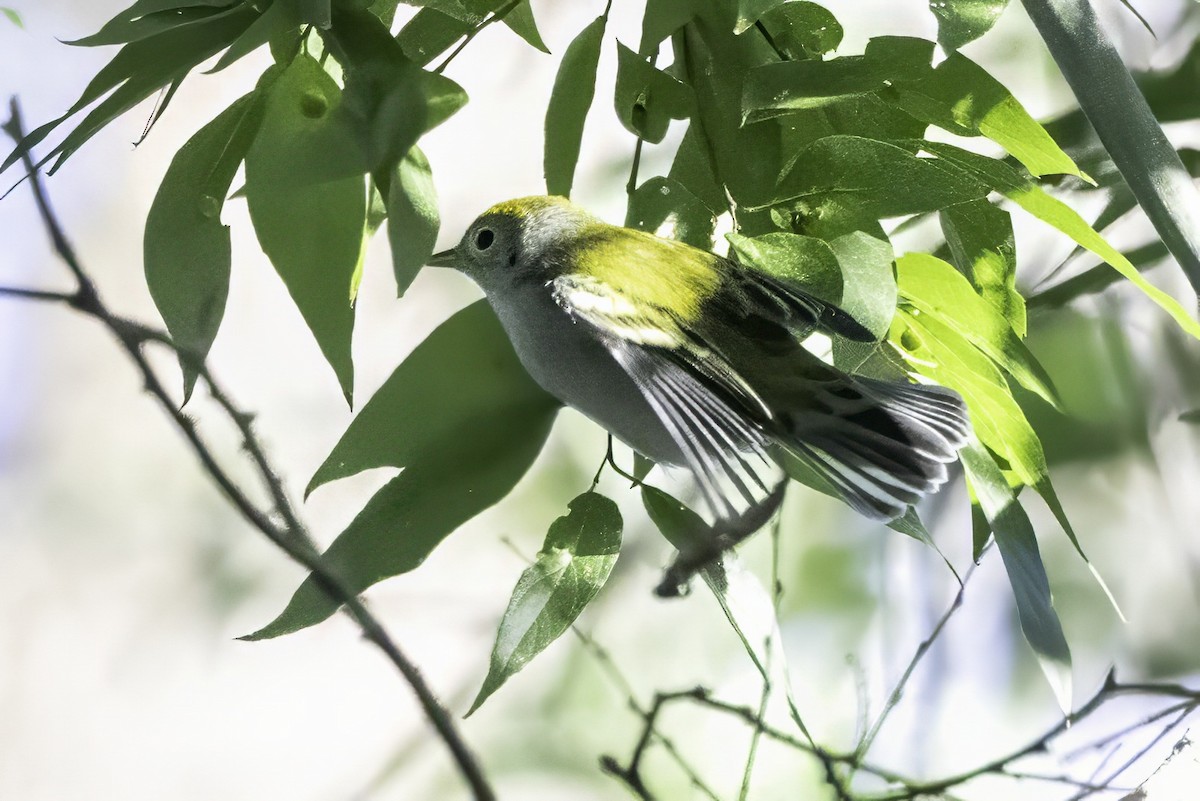 Chestnut-sided Warbler - ML644315619